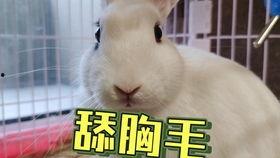 网红吃瓜群众 抖音号是真是假,抖音号真伪大追踪