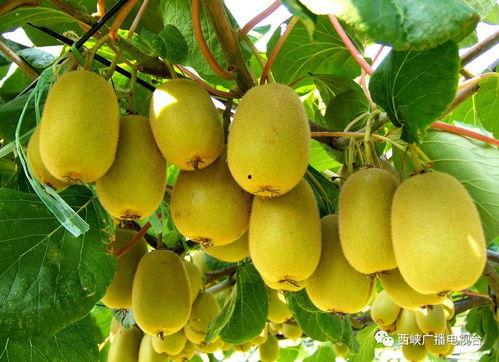 猕猴桃爆料新闻视频,揭秘猕猴桃产业最新动态与热点事件